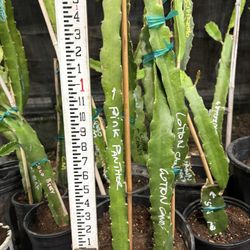 Cotton candy Rooted Dragon Fruit Plants 