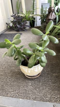 Jade succulent