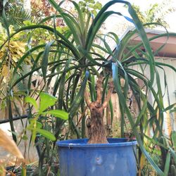 PonyTail Palm 3 Gallon Pot