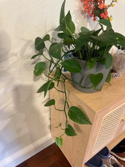 Healthy and beautiful pothos.