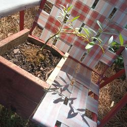 Australian Willow Bonsai 