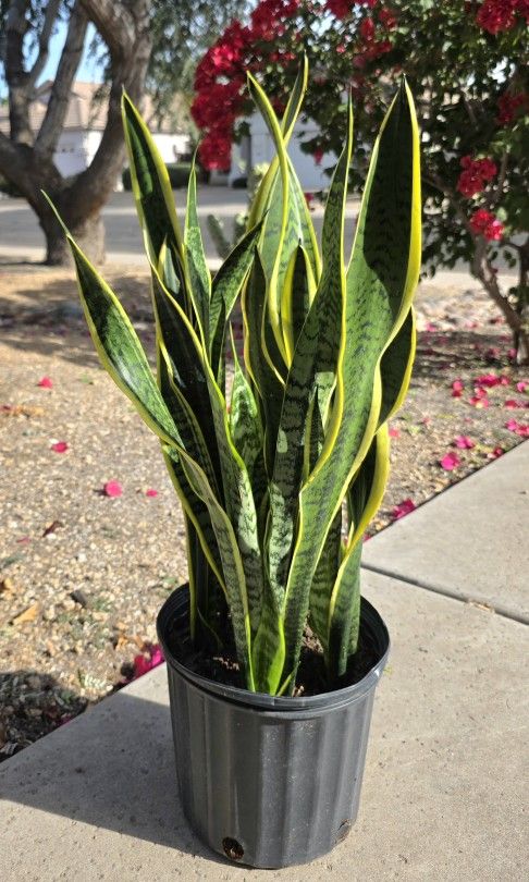 Sansevieria Laurentii Snake Plant#5