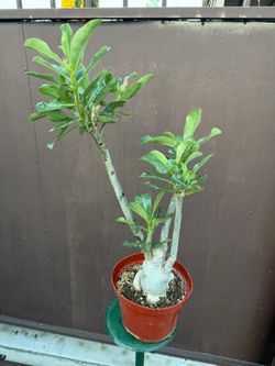 big desert rose 8” pot