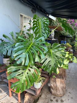 Monstera de hojas gigantes