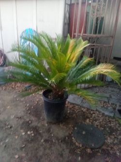 Sago Palm 