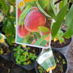 Peach Flordagrande Grafted Tree 5gallon 