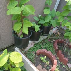 Guarana Plants