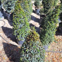 Topiaries Small 