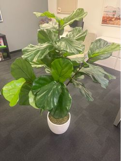 CB2 - 65” Potted Fiddle Leaf Fig