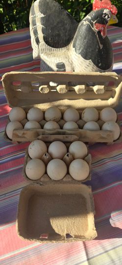 Fresh duck eggs