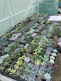 Succulents And Cactus