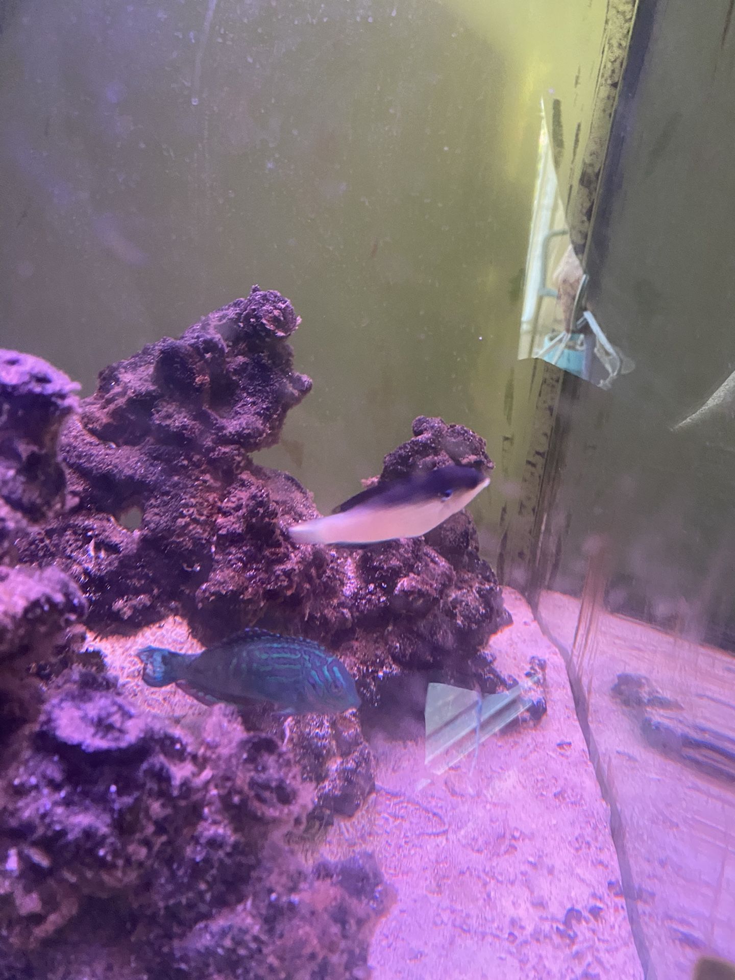 Saltwater Fish tank - BioCube 32 Gallon - Everything Included