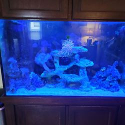 110-120 gallon tank (no livestock)