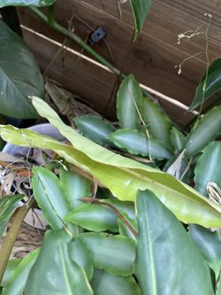 philodendron billietiae