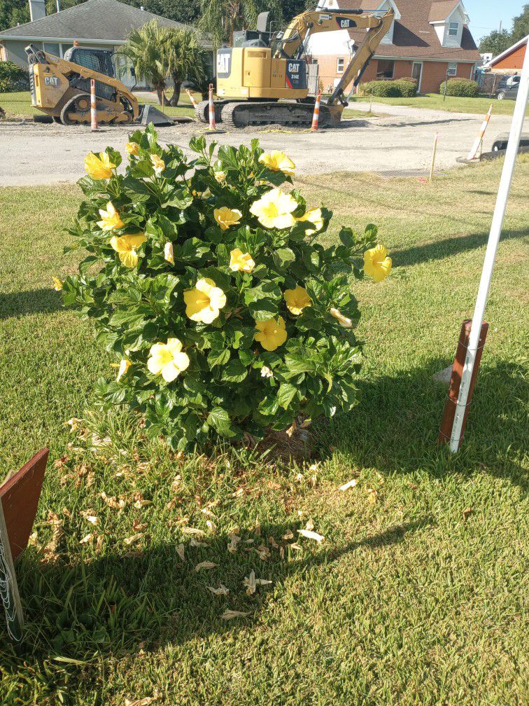 $5 Plants Yellow Hibiscus  Tropical plants