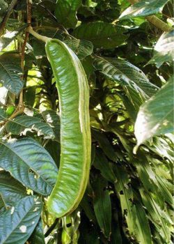 Árboles de pepeto O pacay