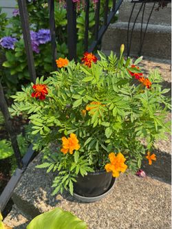 Marigolds blooming in pot vibrant colors so pretty