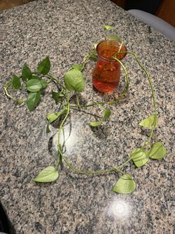 Pothos Propagations In Vase
