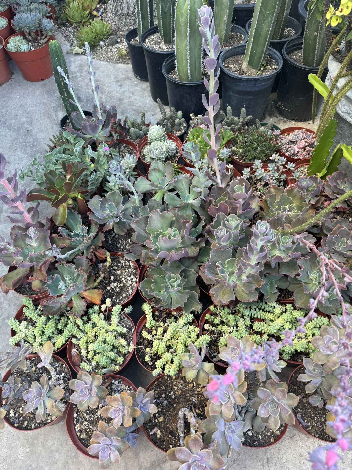 Succulent Plants