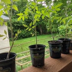 Tomato Plants 