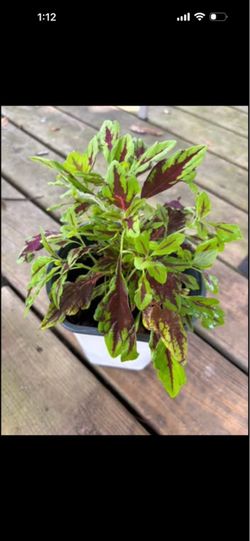 Beautiful Coleus Plant