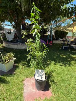 Young Nectarine Tree Sapling in Black Pot
