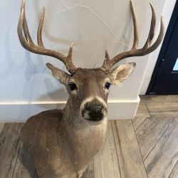 Deer Head 