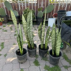 Snake Plant