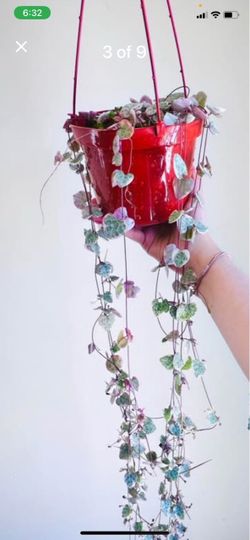 Sting of hearts Varigated plants