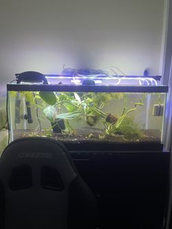 20 Gallon Long Tank