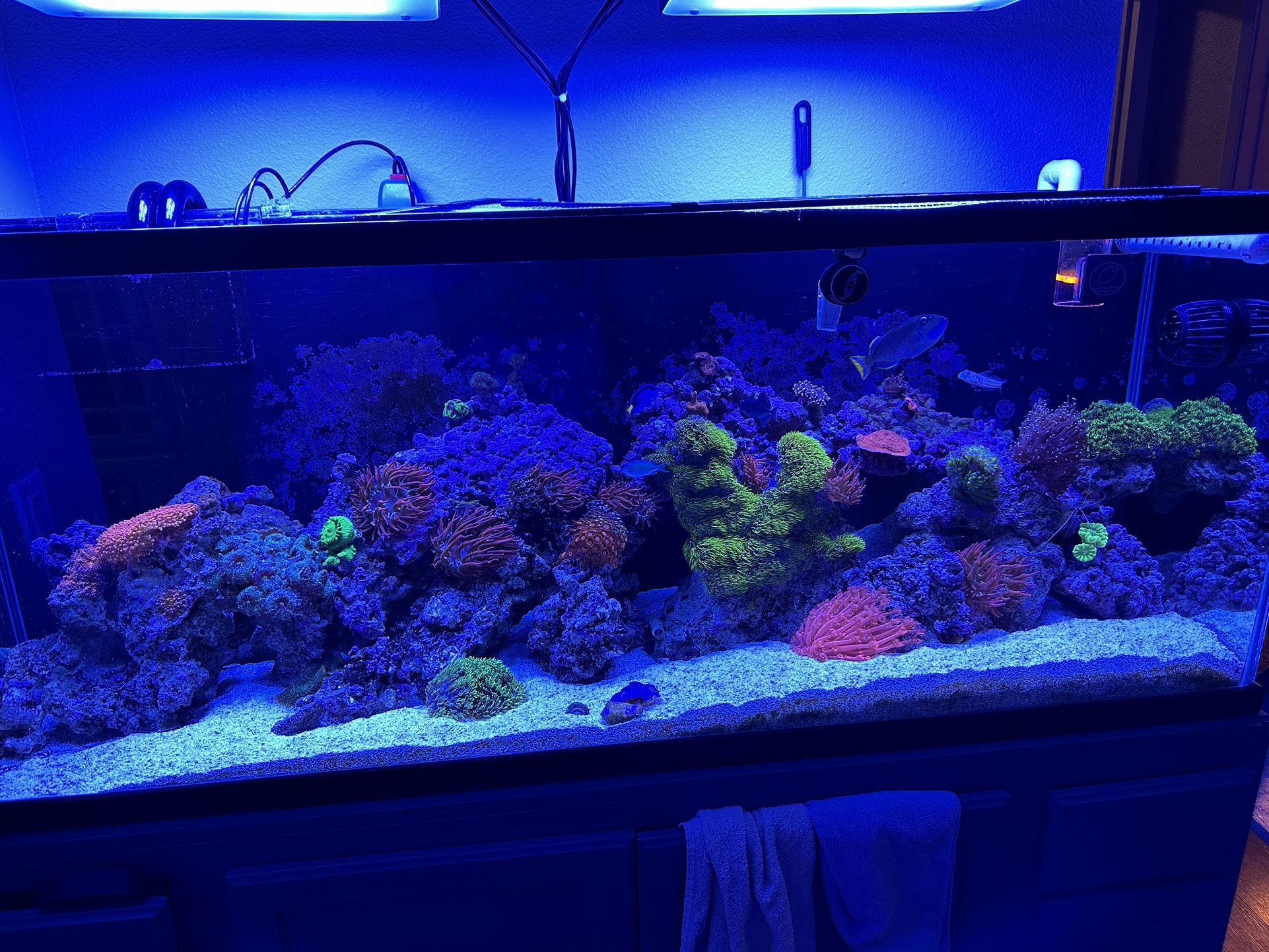 100 Gallon Aquarium for Sale in Redlands, CA OfferUp