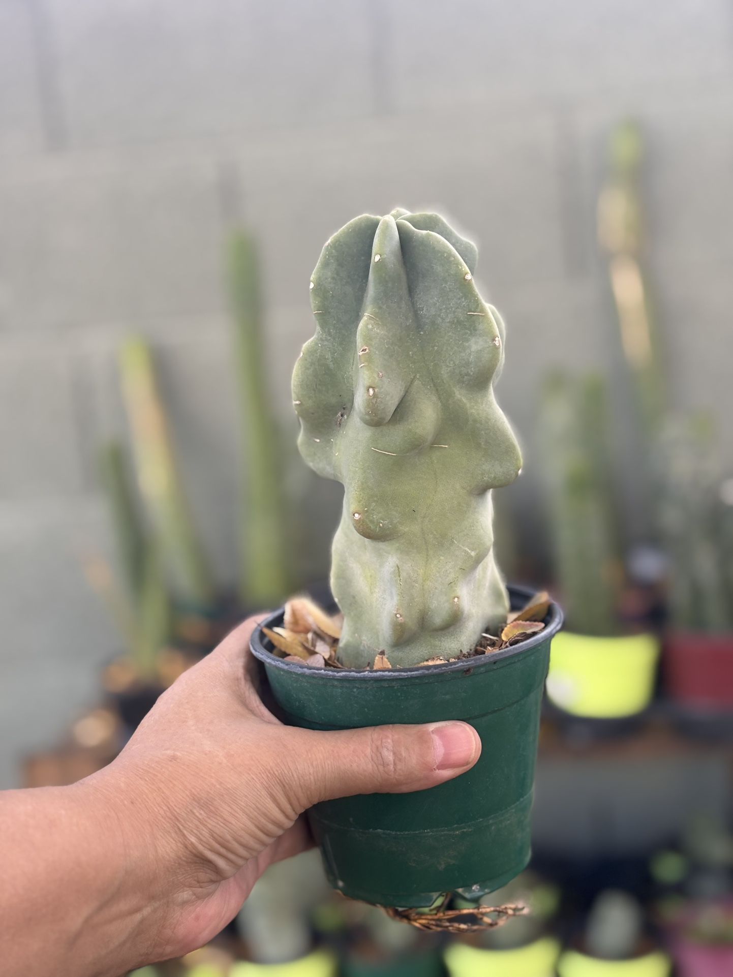 Total Pole Cactus Thornless Lophocereus Schottii Monstrose