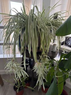 "Entire Houseplant Collection" Single Listing (Max Lot Price)