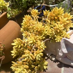 Succulents 🪴 