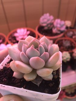 Echeveria “Ice Cream”