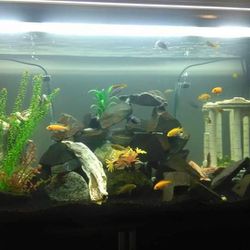 130 Gallon Acrylic Fish Tank 🐠