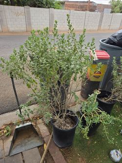 Texas sage plants