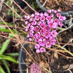 Blooming Darmera Peltata