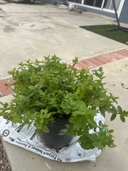 Free mint plant