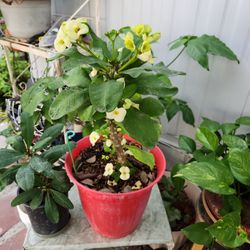 Corona De Cristo Amarillo 