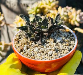 Rare succulent in Ceremic