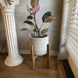 Plant Stand
