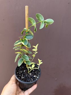 4” variegated Hoya cumingiana w/3 stems