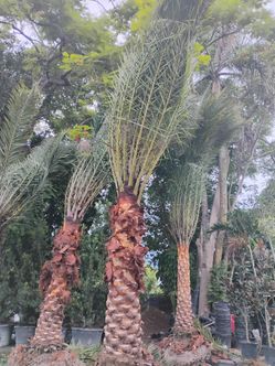 Sylvester Palm Tree $200 per ft trunk