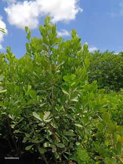 Clusia privacy hedge plants 🌿🌿 25gl $95