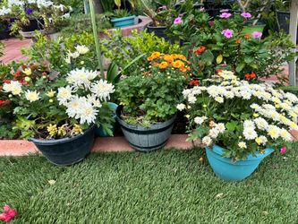 Multiple different flowers. Check photos.