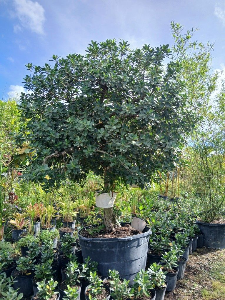 Gorgeous Green Island Tree $1500.00