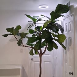 Rare X-Large indoor fiddle leaf fig Plant