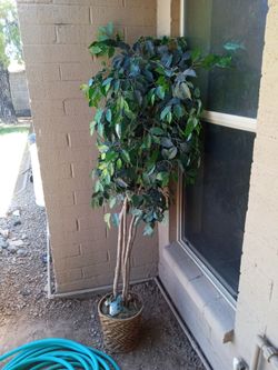 Ficus Tree