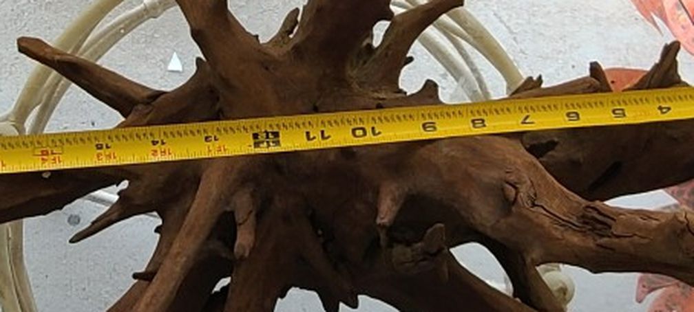 Malaysian Driftwood Root